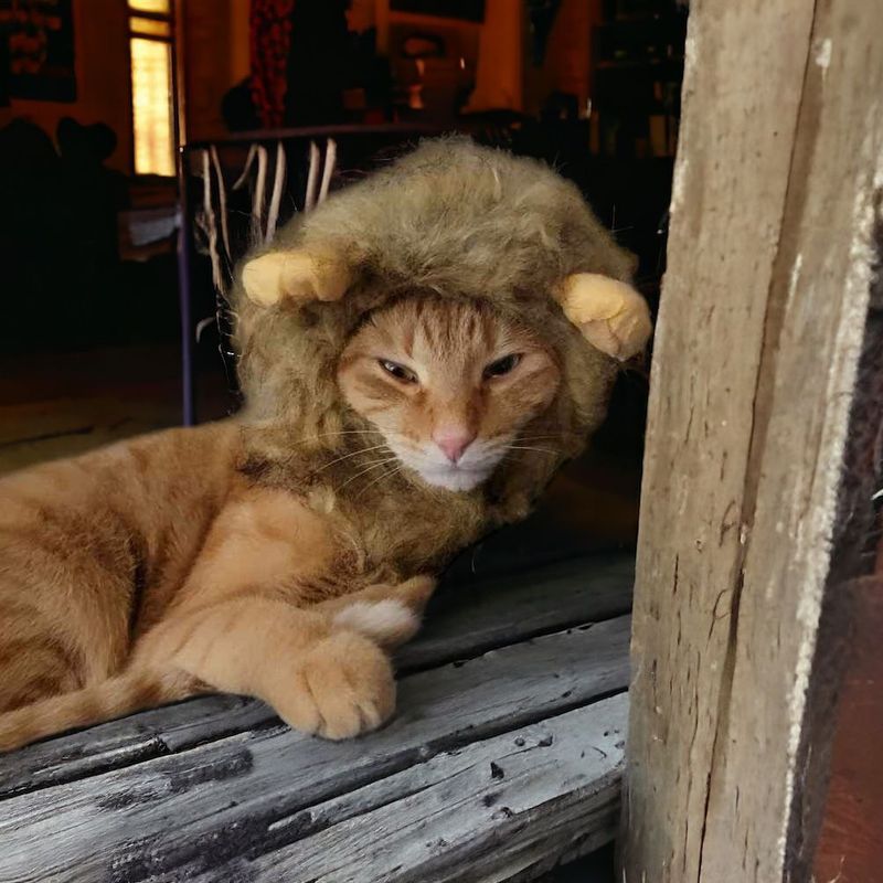 A cat wearing a lion costume is laying on a bench