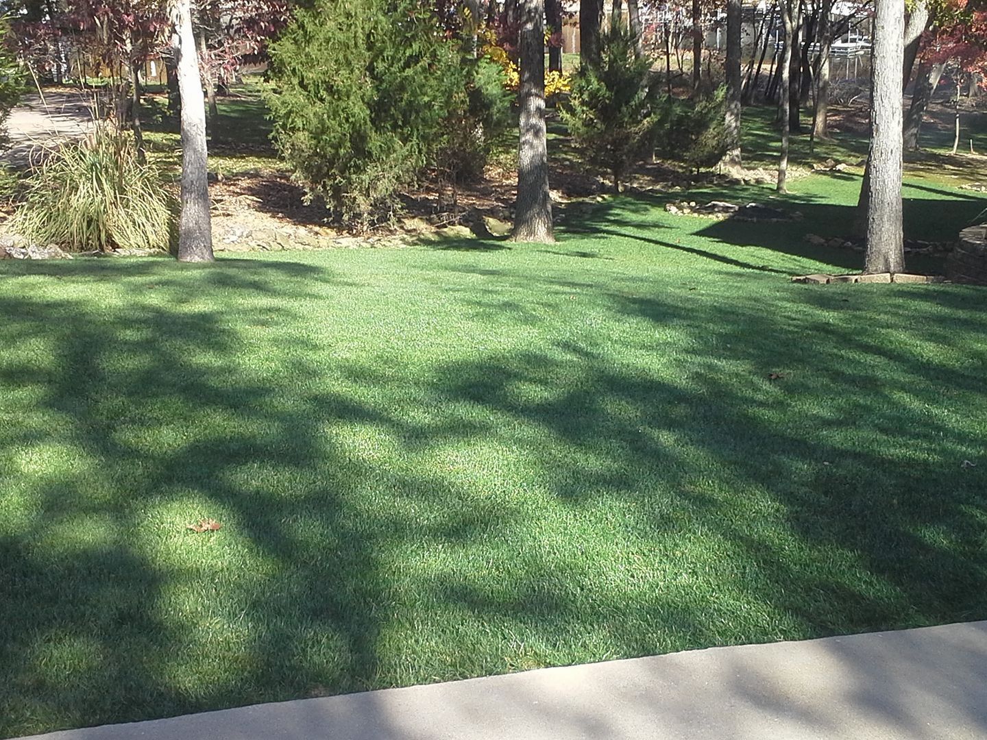 Sunny grassy park with trees and shrubs, and a concrete path in the foreground