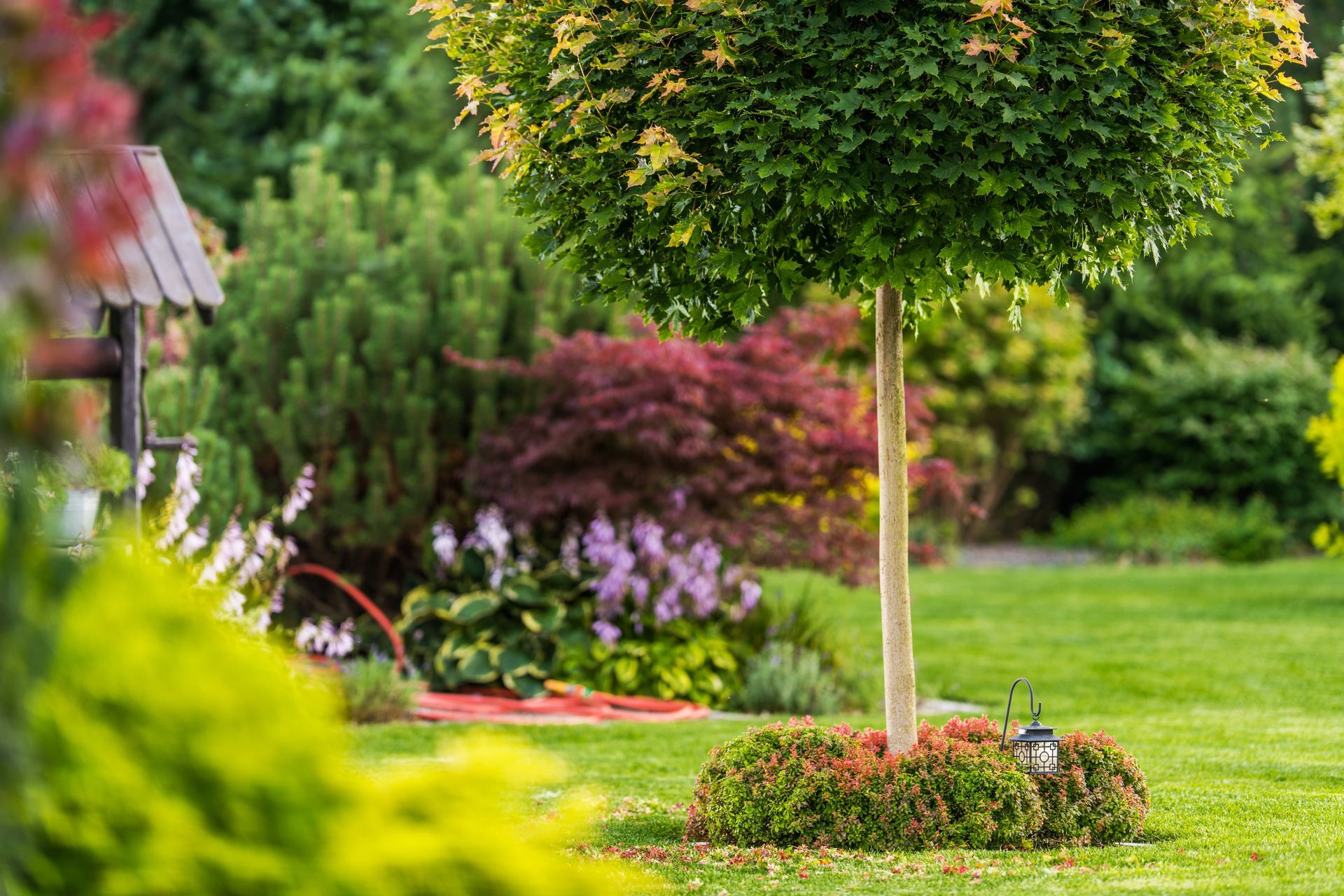 Lush garden with manicured lawn, colorful shrubs, and a round topiary tree in the foreground