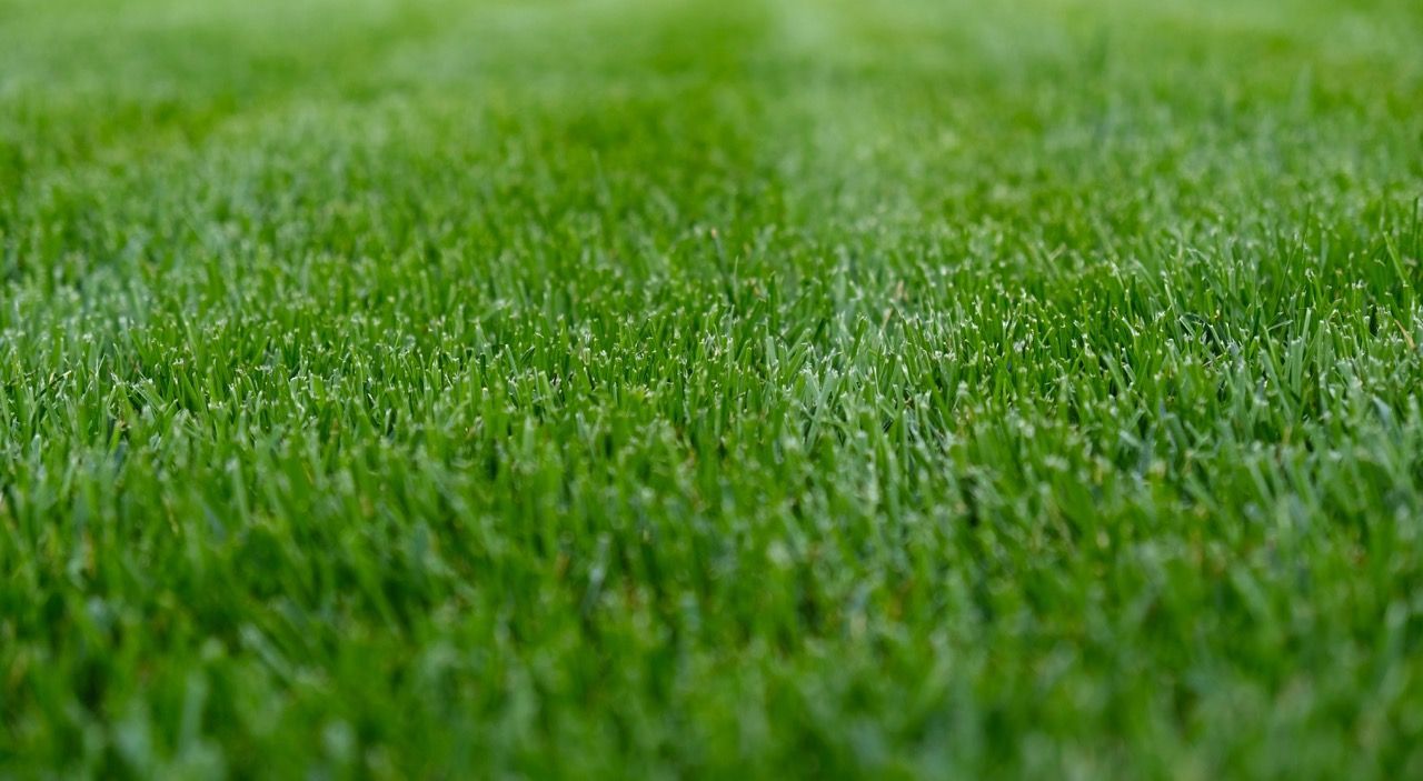 Close-up of lush green grass blades filling the frame