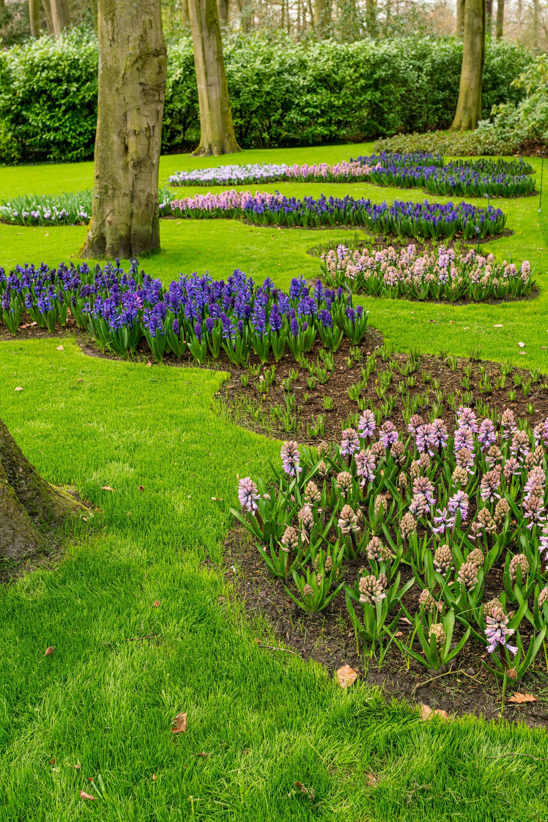 Curved garden beds with purple and pink flowers among green grass and trees