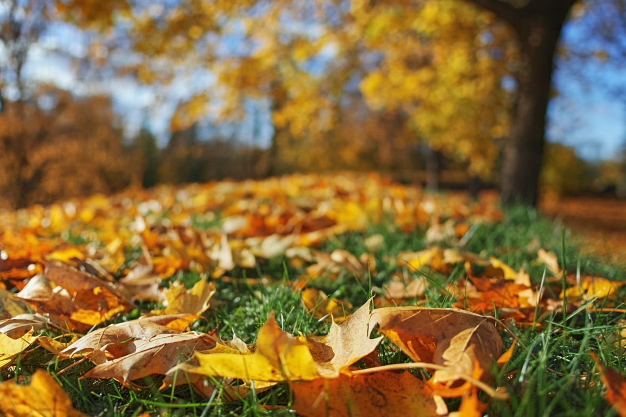 Autumn leaves scattered on green grass in a sunlit park with blurred trees in the background
