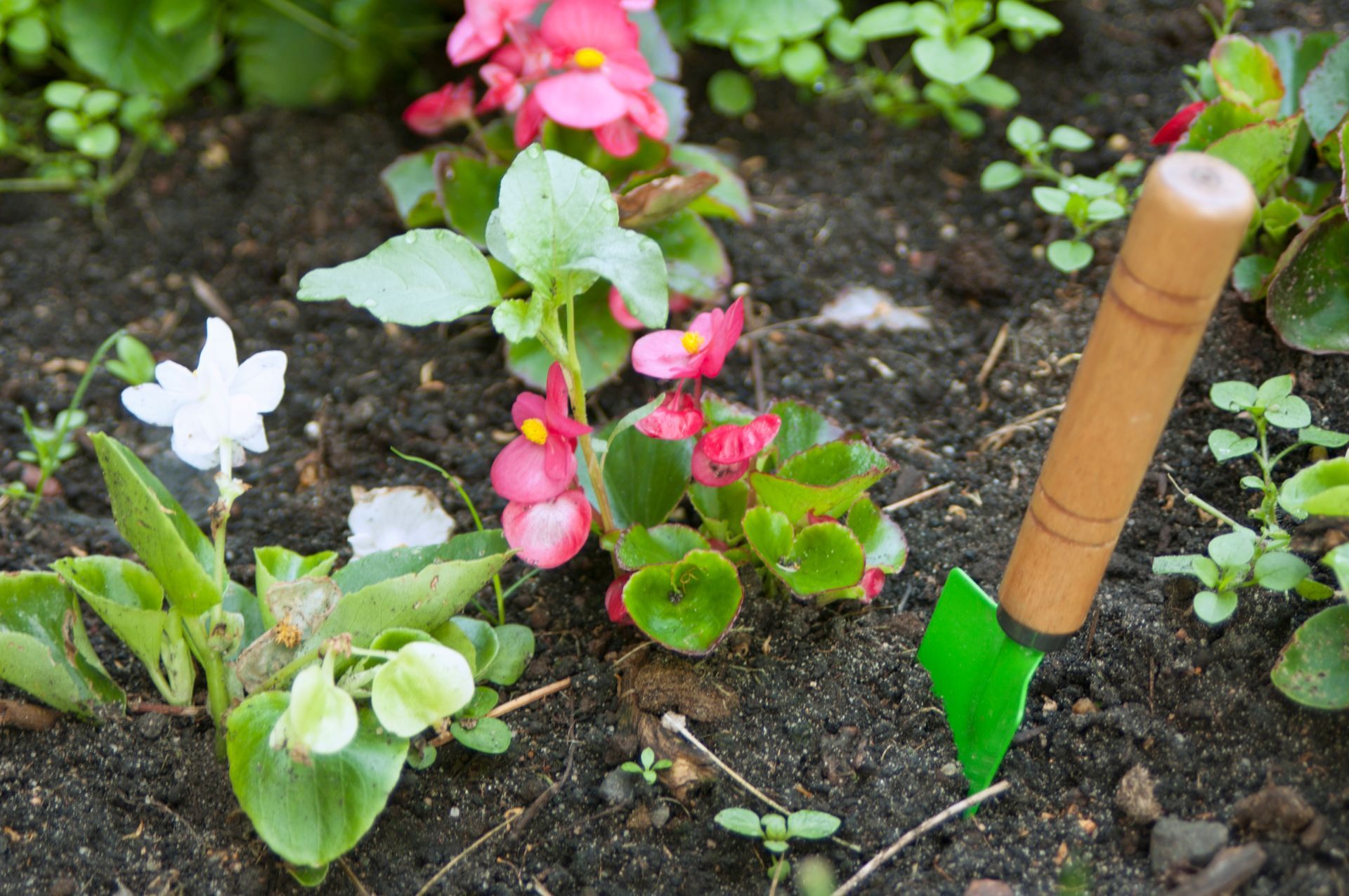 Garden bed with small pink and white flowers beside a green plant label and wooden stake in dark soil