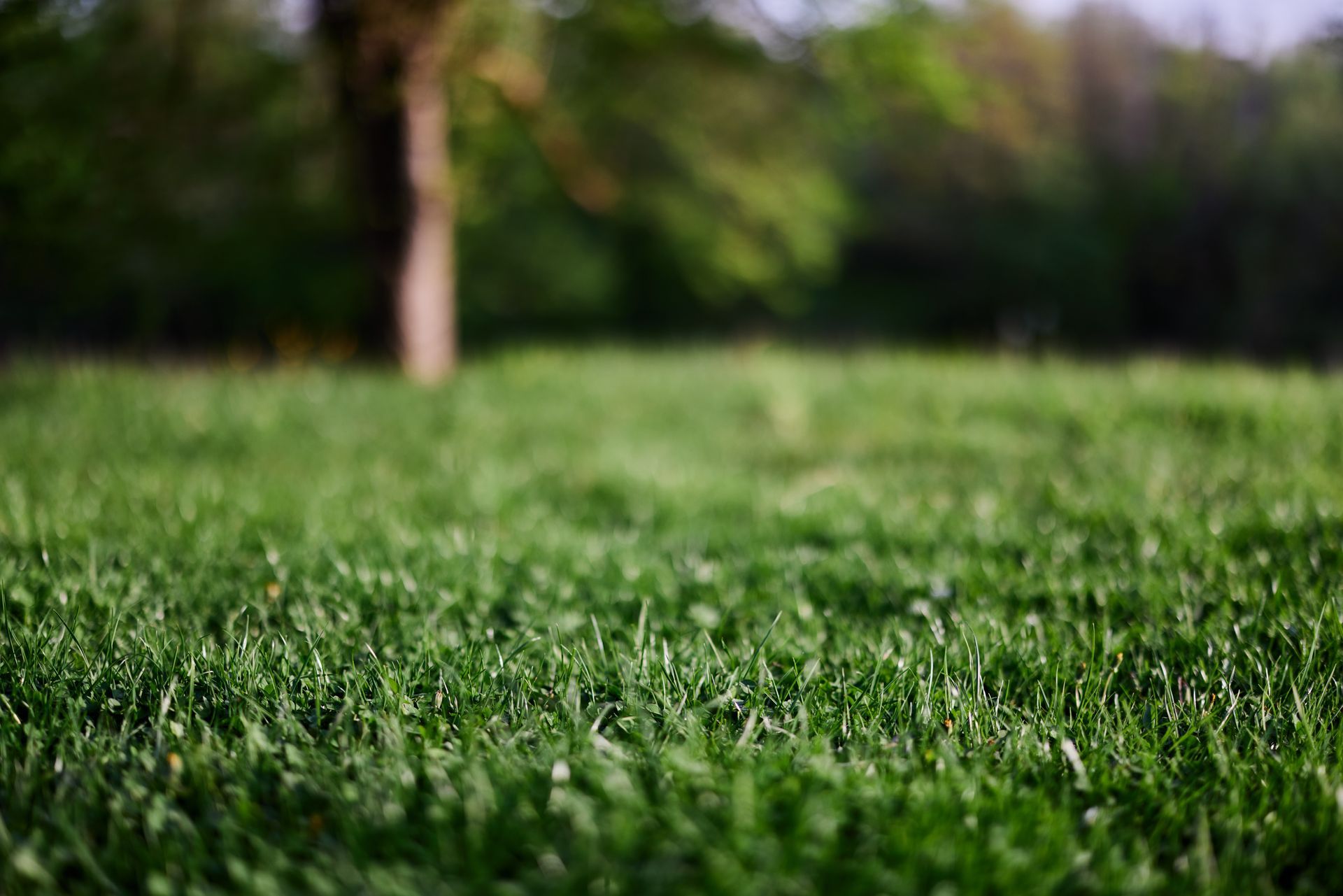 Close-up of green grass with a blurred tree and garden background