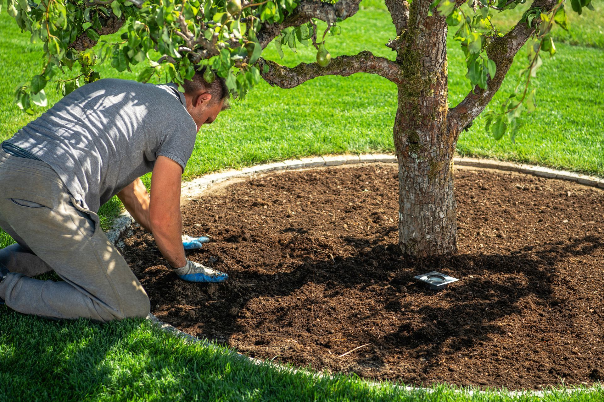 Man kneeling beside a tree, spreading mulch in a circular bed on a sunny lawn