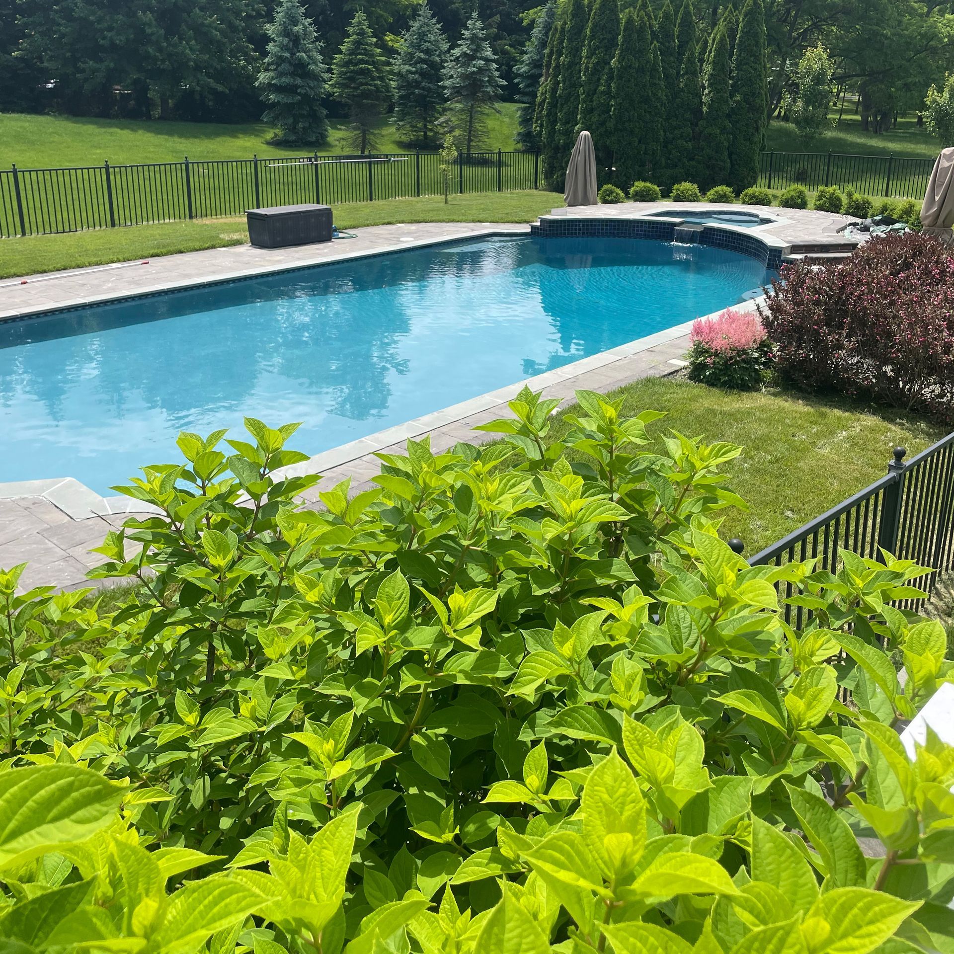 Swimming pool surrounded by green lawn and landscaping. Black fence borders the pool.