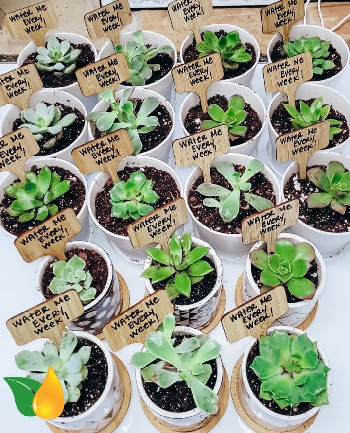 Small potted succulent plants with brown labels arranged in rows on a table