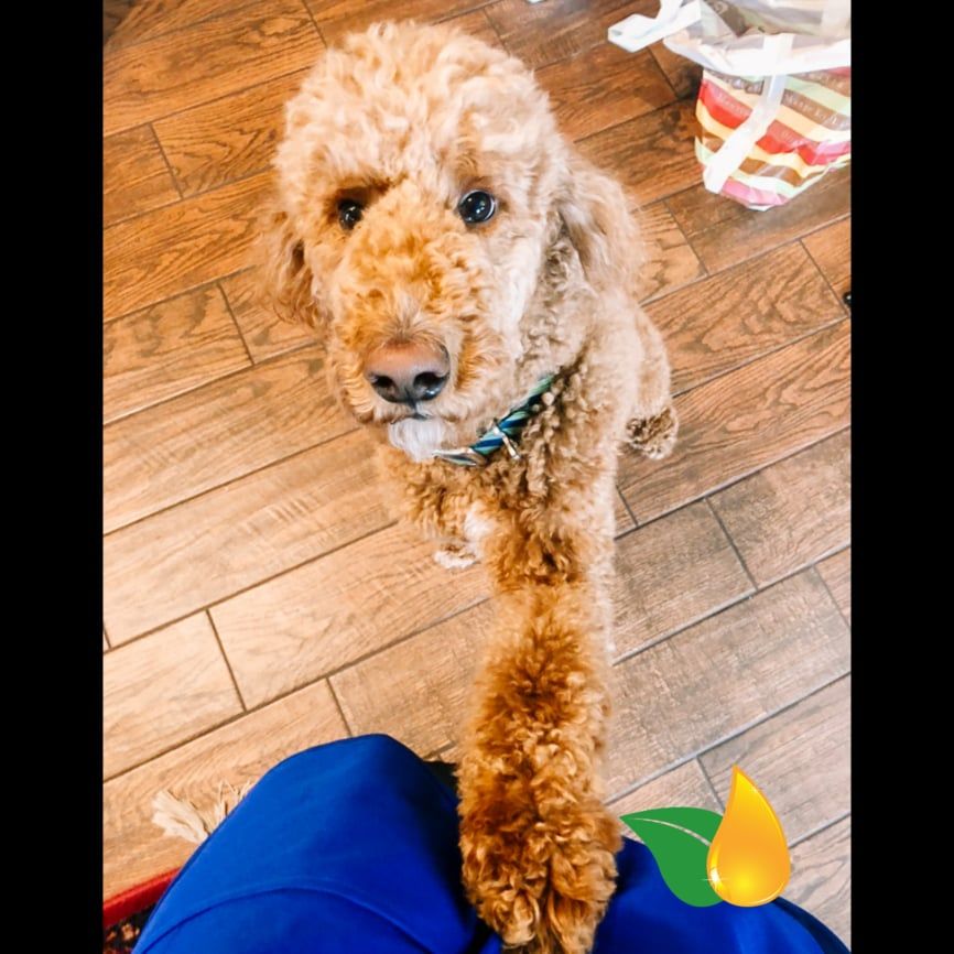 Curly brown dog reaching its paw toward a person on a wooden floor