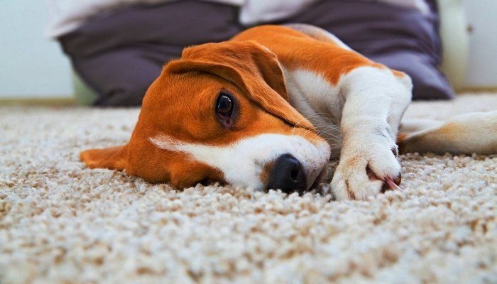 dog laying on carpet