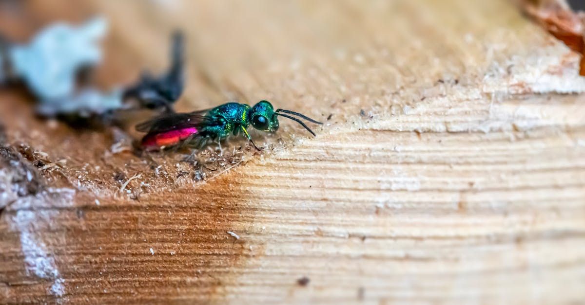 Metallic green wasp with red wings resting on a wooden surface