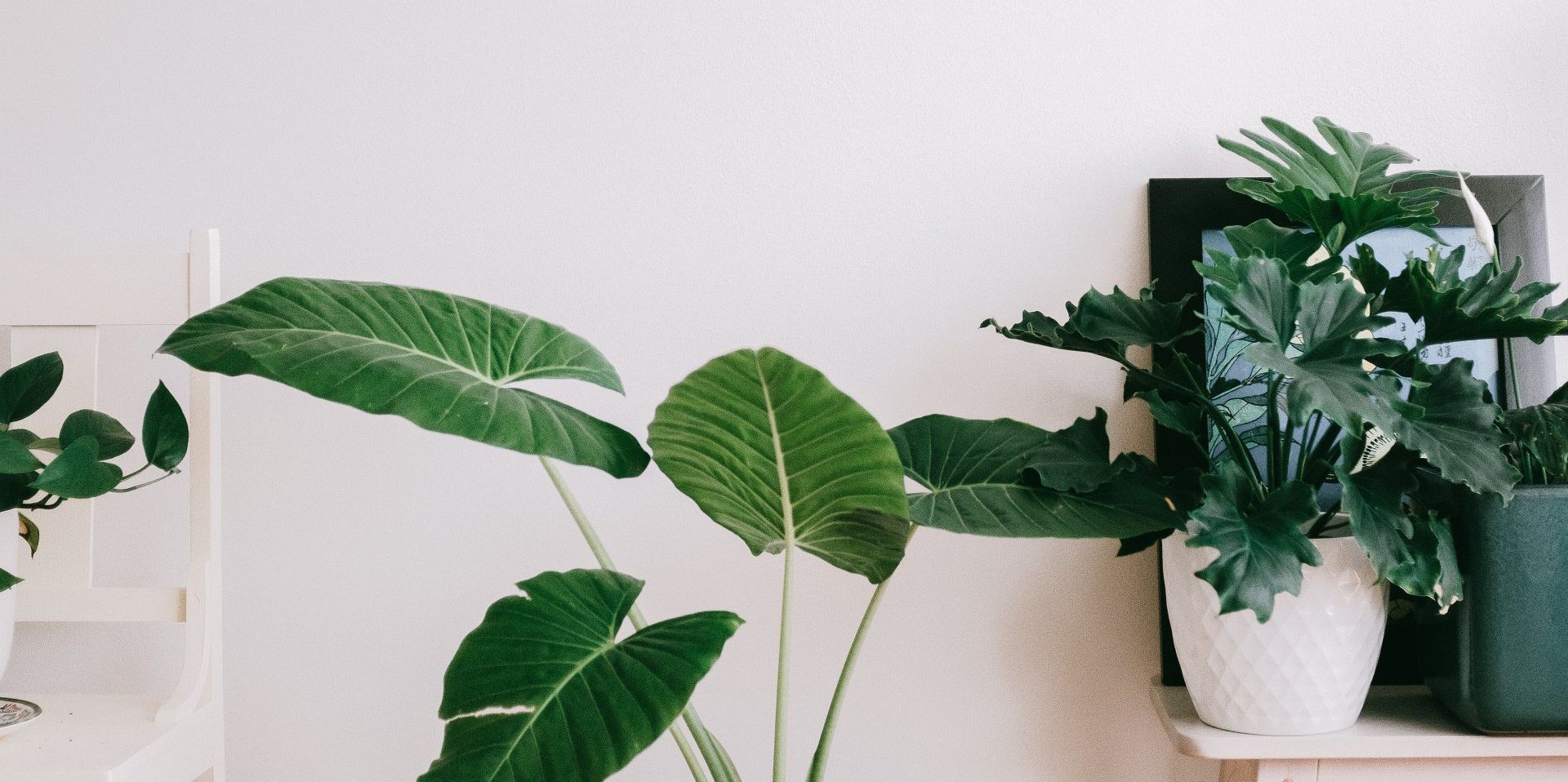 Green houseplants in white pots arranged on a shelf against a light wall.