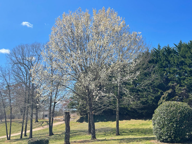 A row of trees with white flowers in a park on a sunny day.