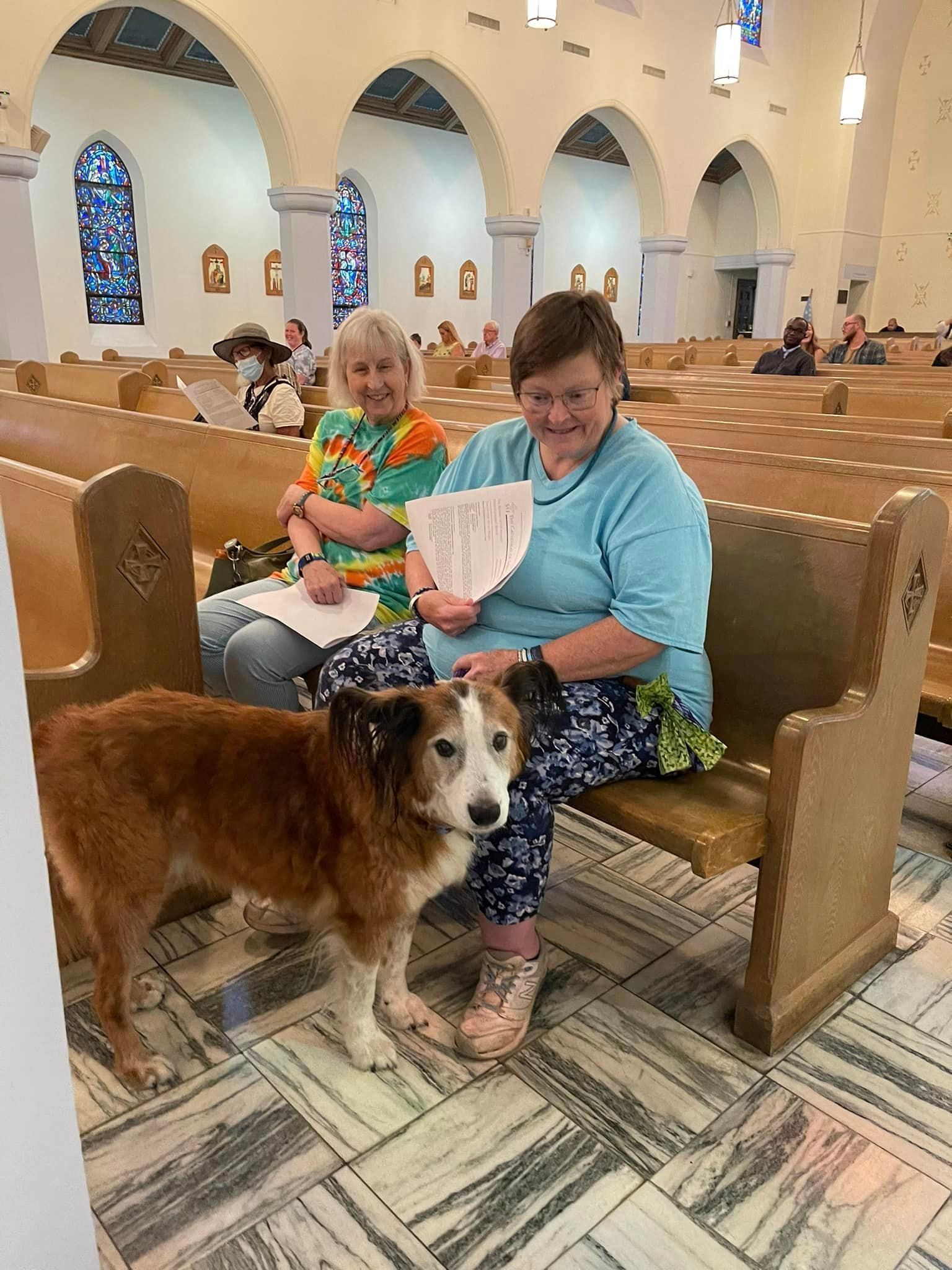 Cathedral of St John's Blessing of the Animals