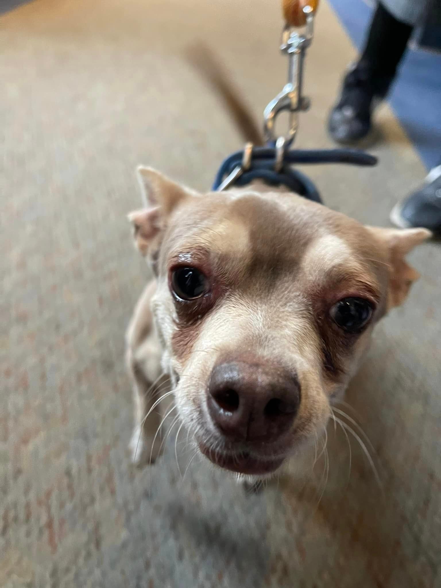 Cathedral of St John's Blessing of the Animals
