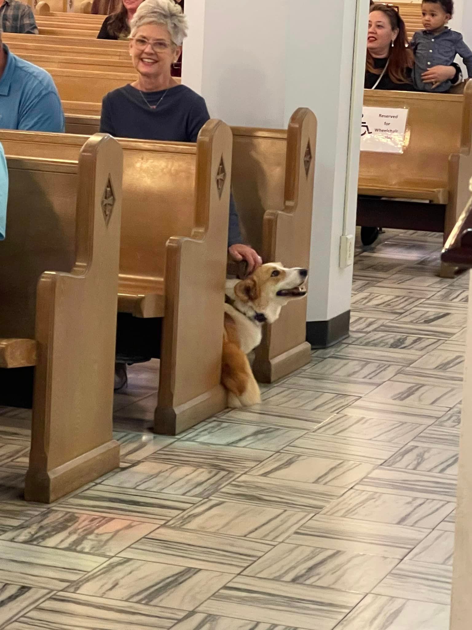 Cathedral of St John's Blessing of the Animals