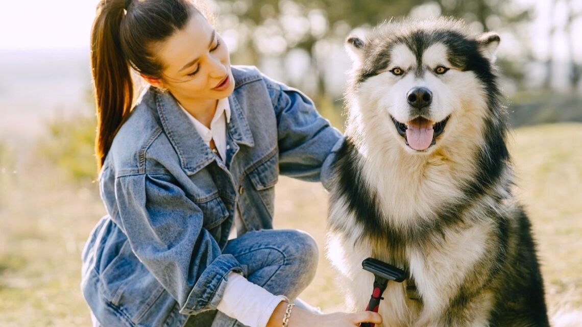 A woman is brushing a husky dog in a field in a mobile pet grooming service