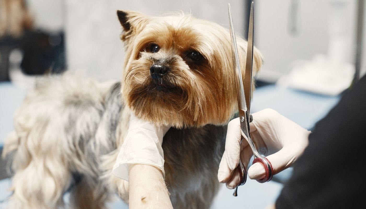 Close-up of a Yorkshire Terrier being groomed as part of one of the best mobile franchise opportunities
