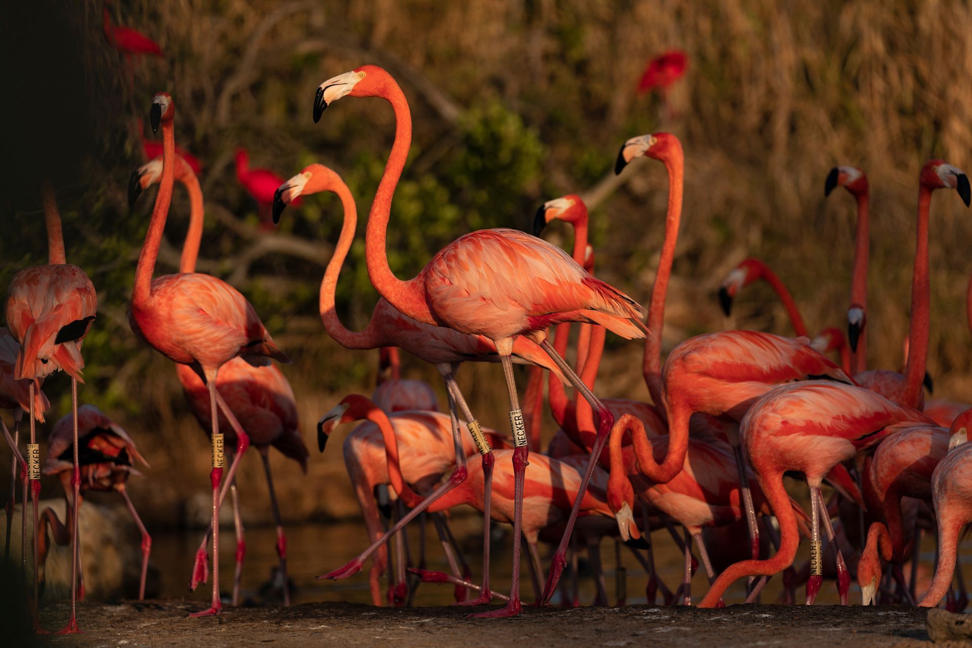 Necker Island wildlife