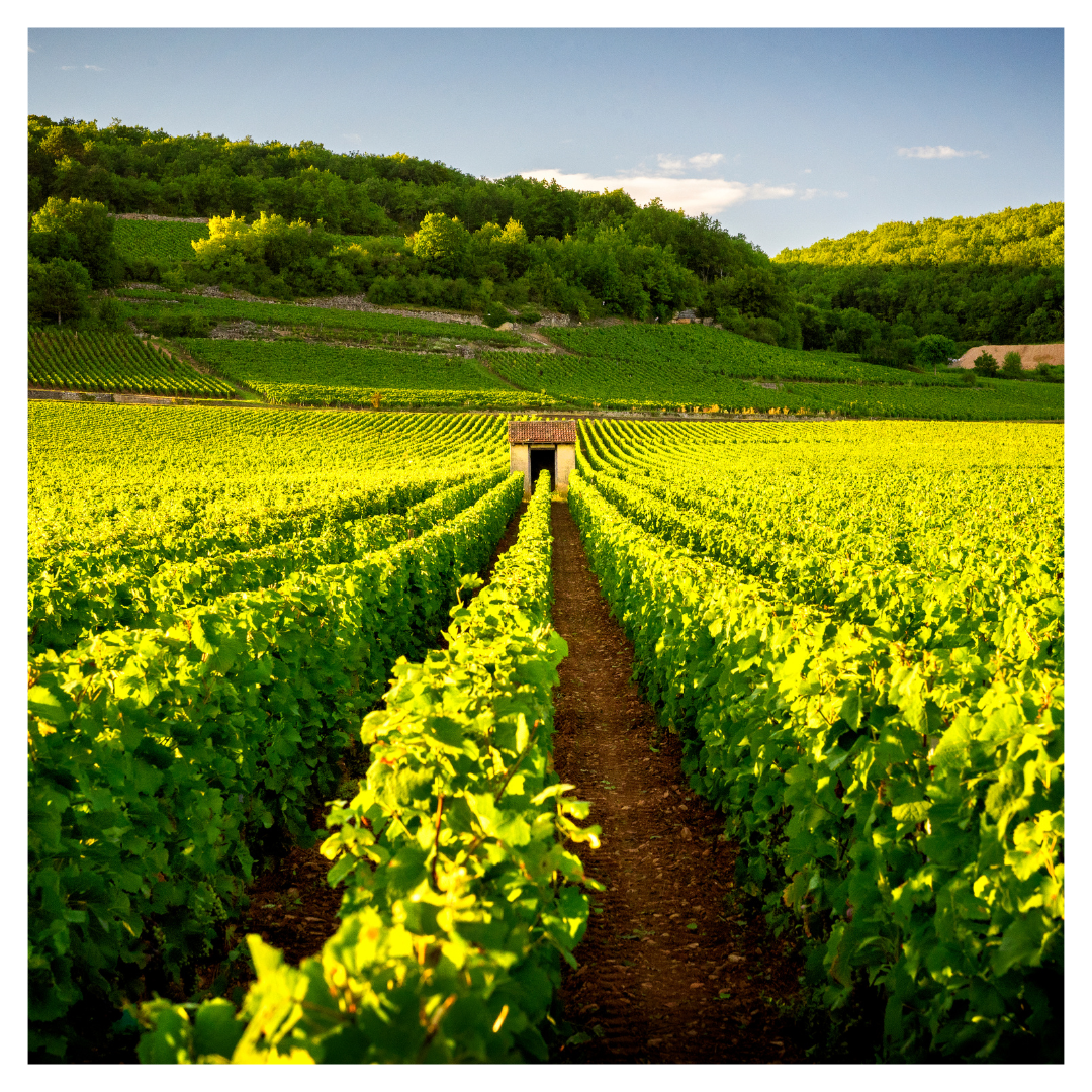 Burgundy Region