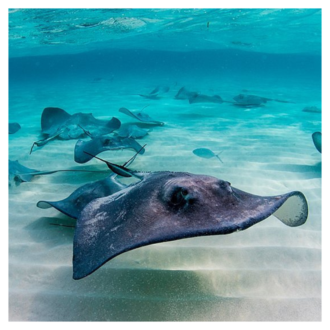 Grand Cayman