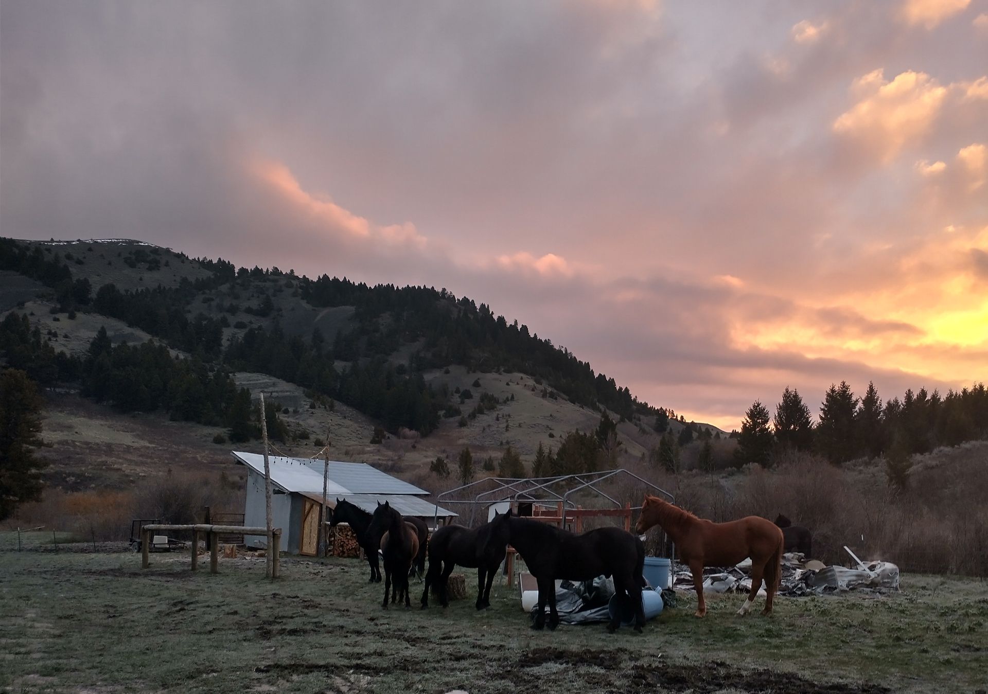 A herd of horses standing in a field at sunset