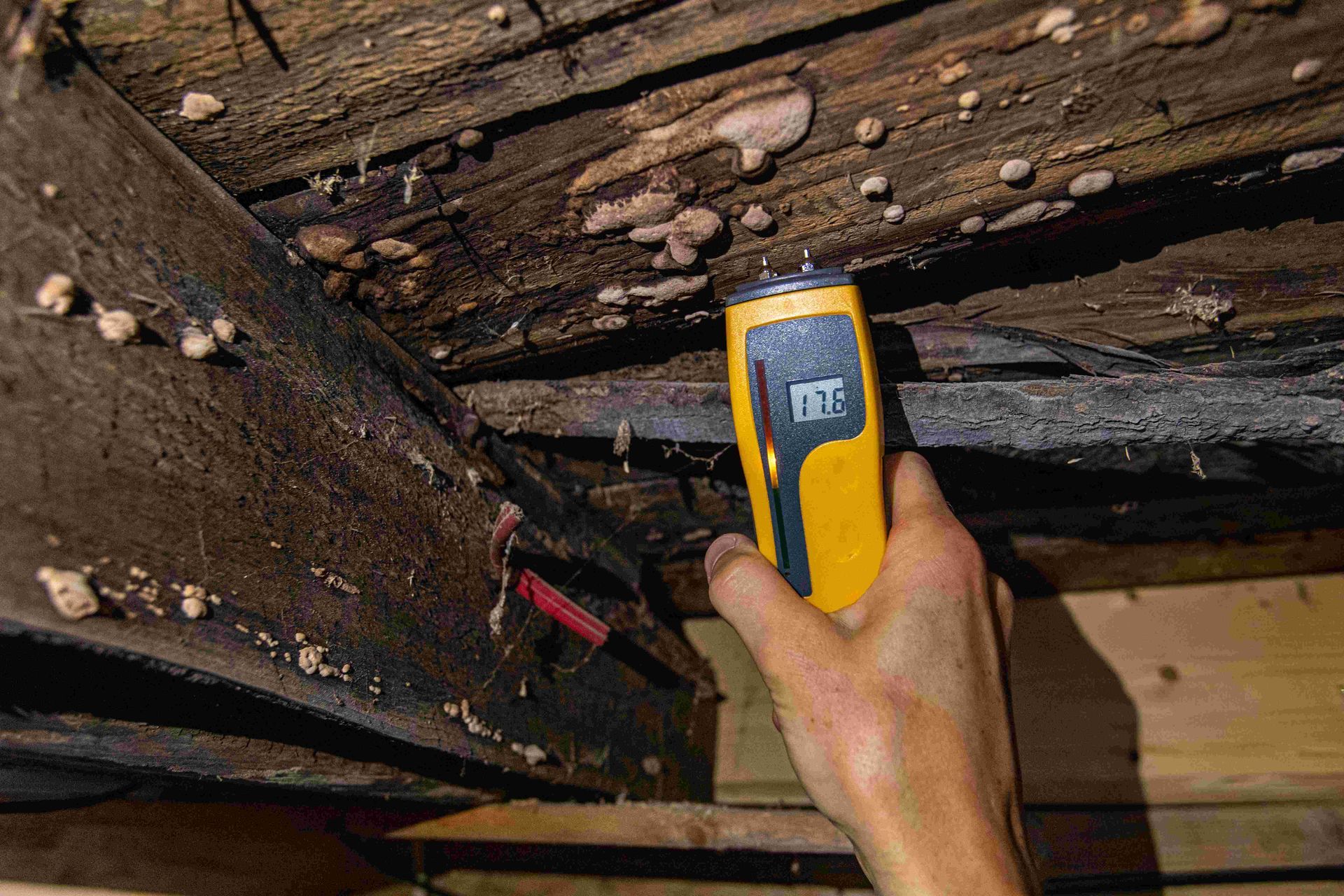Mold testing