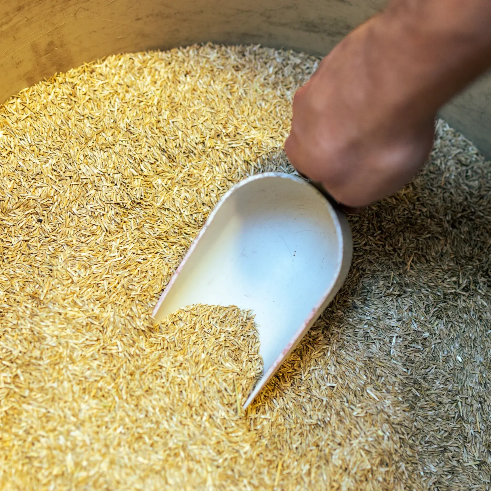 Hand scooping tan grain with a white scoop from a large bin.