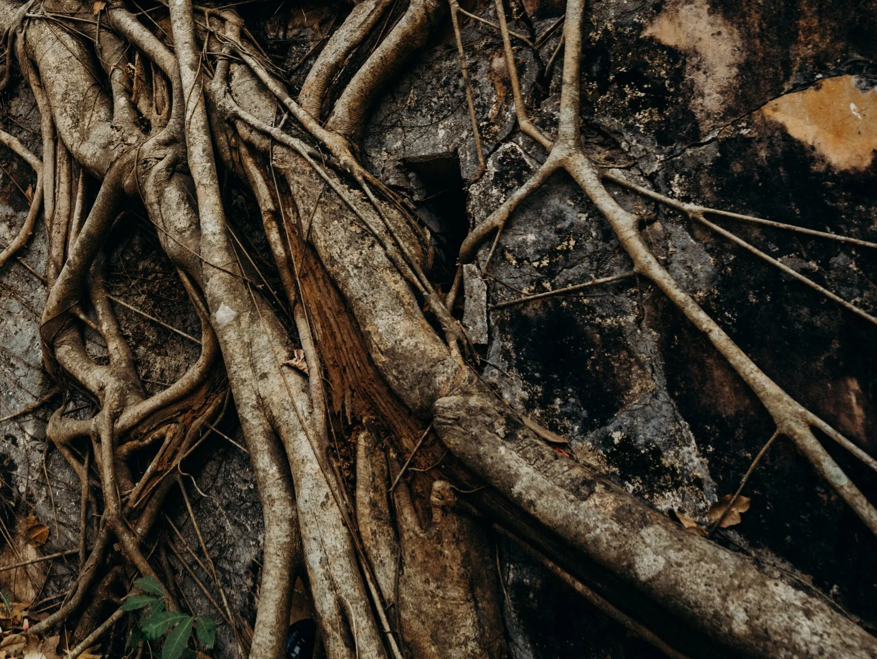A bunch of tree roots are laying on the ground.