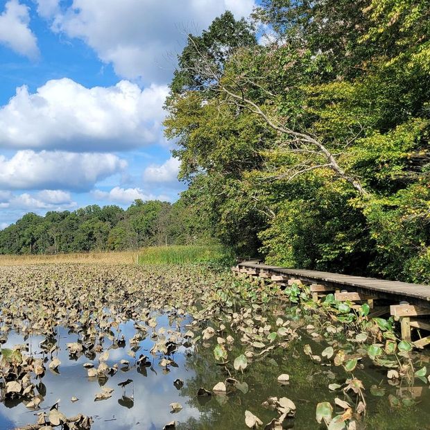 Wetland with lily pads, calm water, a wooden boardwalk, and trees under a blue sky with clouds