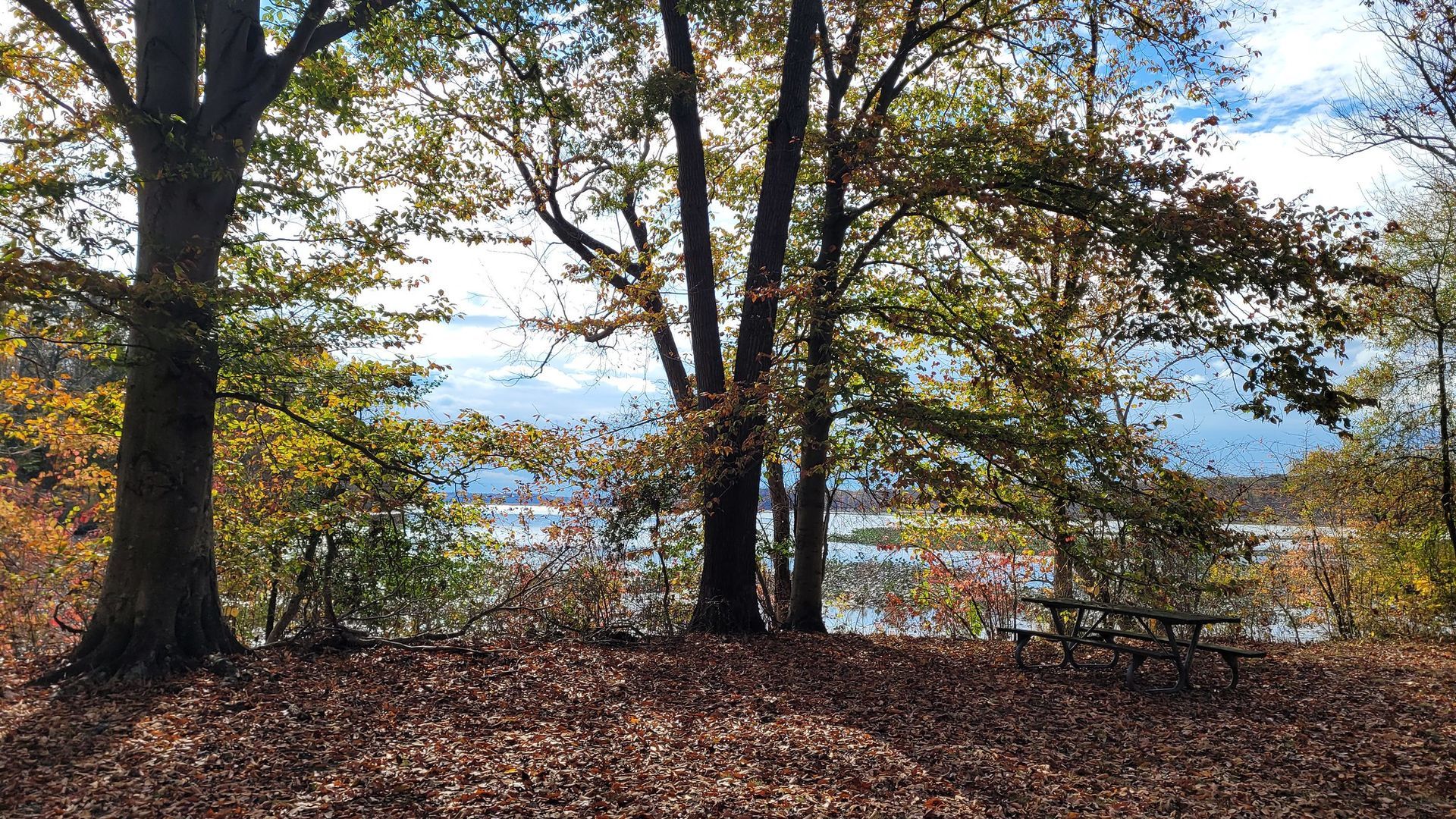 Autumn forest with tall trees, fallen leaves, and a lake visible through the branches.