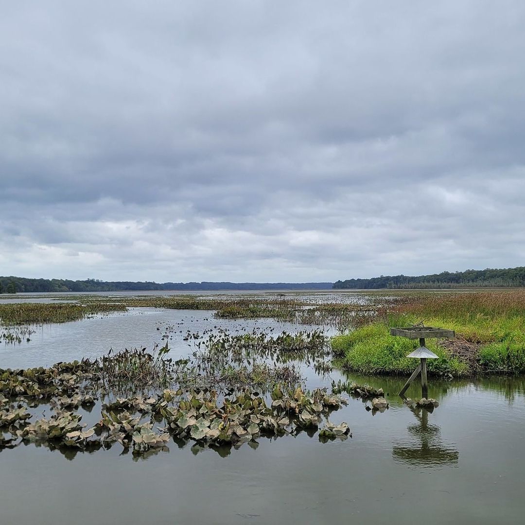 Marshy wetland under a cloudy sky with water, reeds, and distant tree line