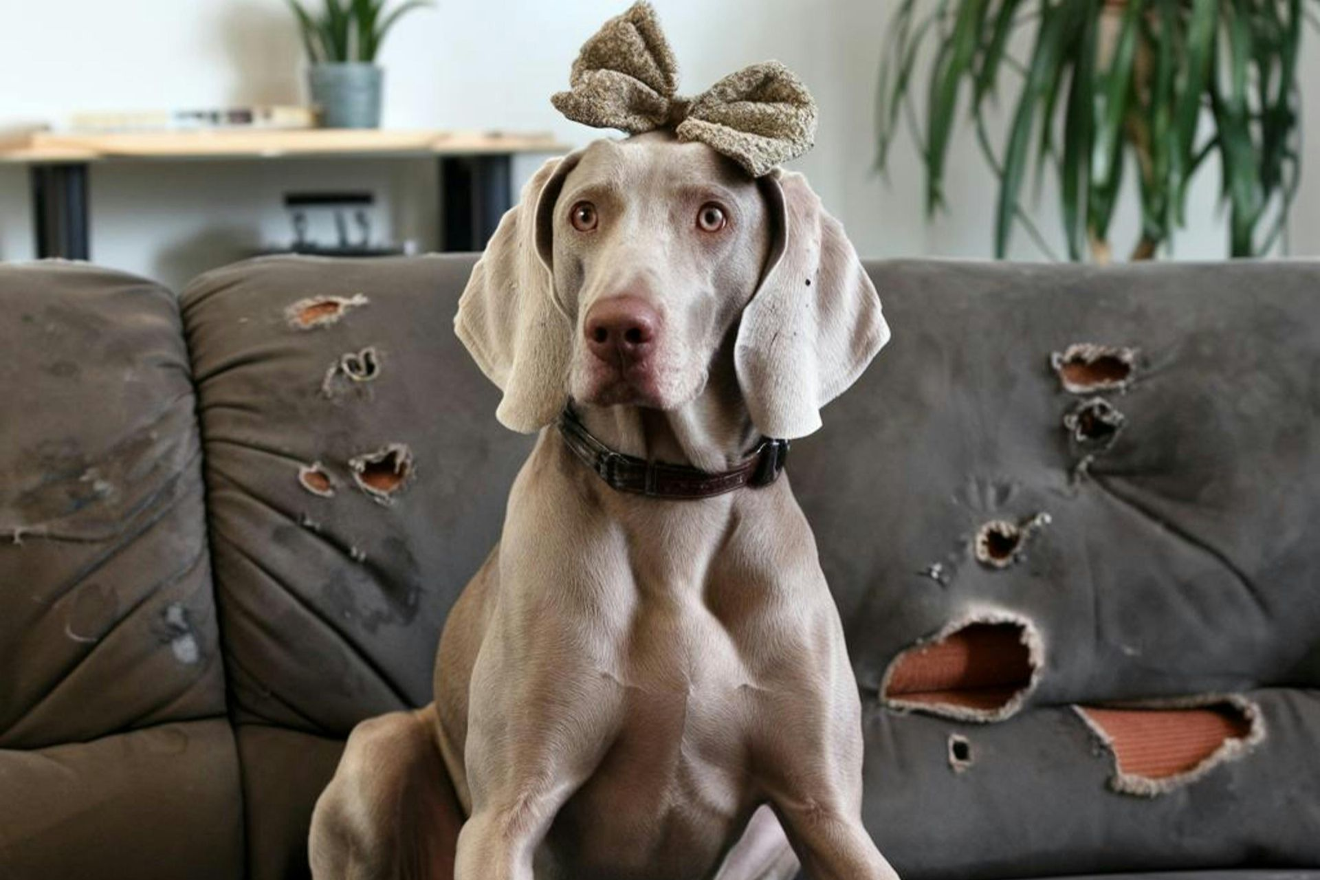 dog destroys property covered by renters insurance at Kansas Insurance