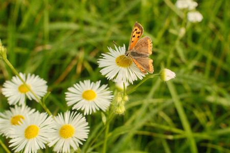 Butterfly on wild daisies in a meadow