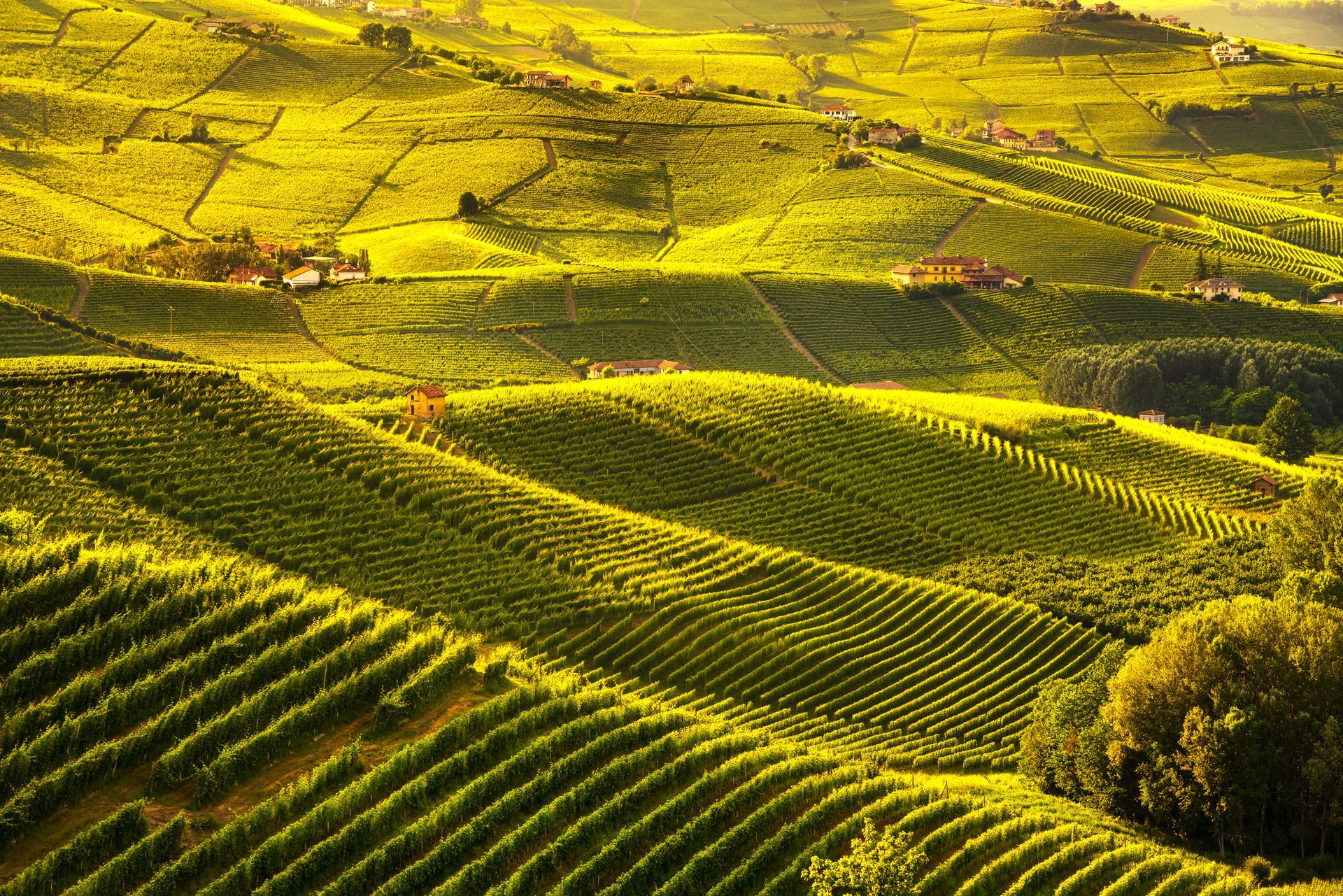 Verdi colline terrazzate e soleggiate, con filari sinuosi e un albero solitario in primo piano.