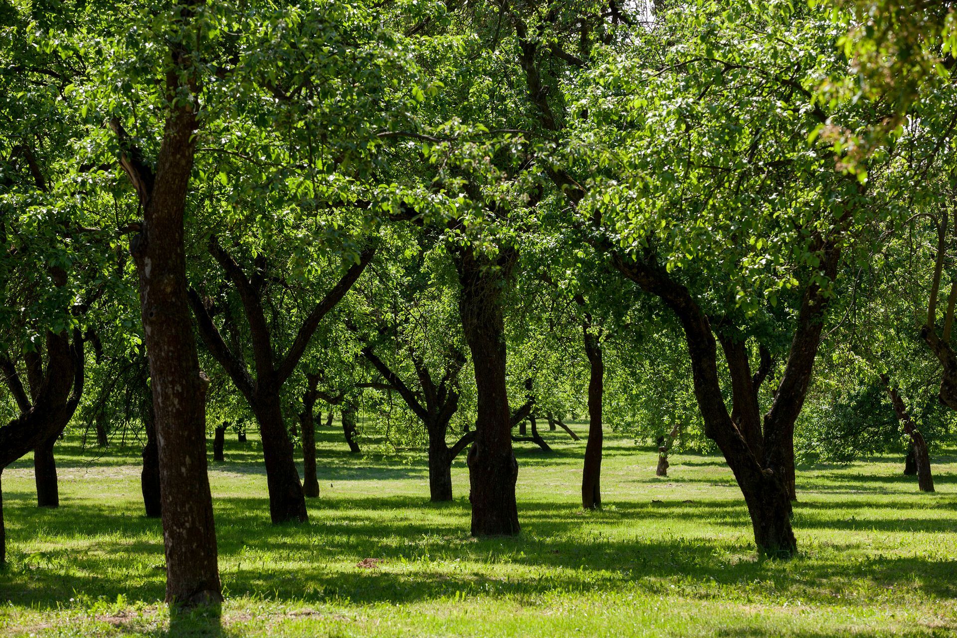Green orchard with sunlight dappling through the trees onto the grass.