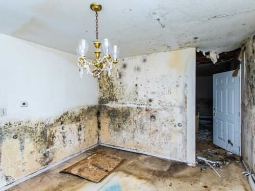 A room with mold on the walls and a chandelier hanging from the ceiling.