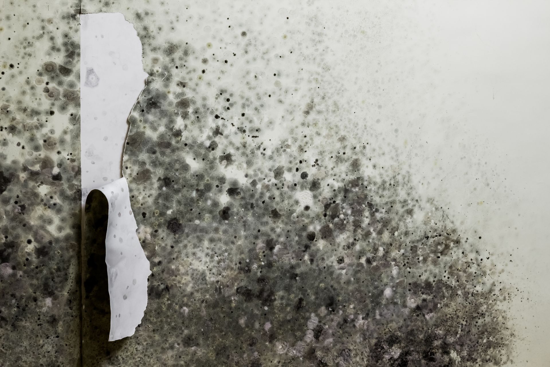 mold removal and testing services Brattleboro, VT 