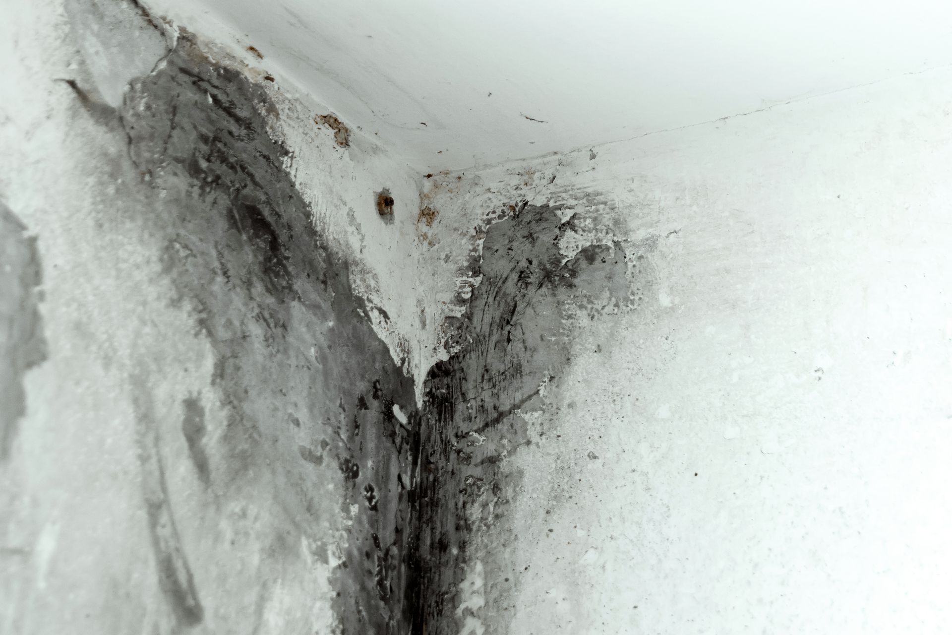 mold testing services 