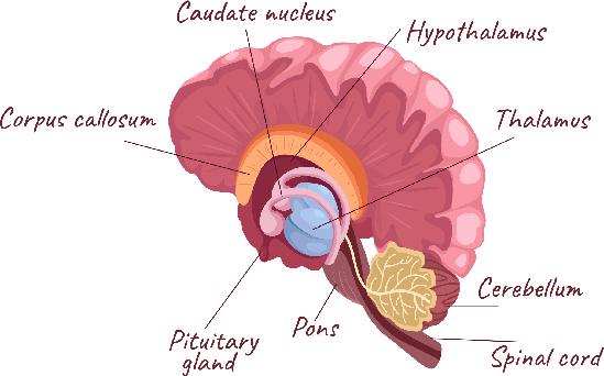 The brains corpus callosum and cerebellar vermis