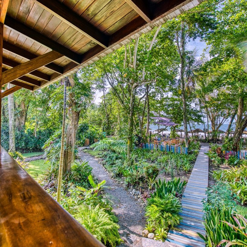 A view of a lush green forest from a balcony