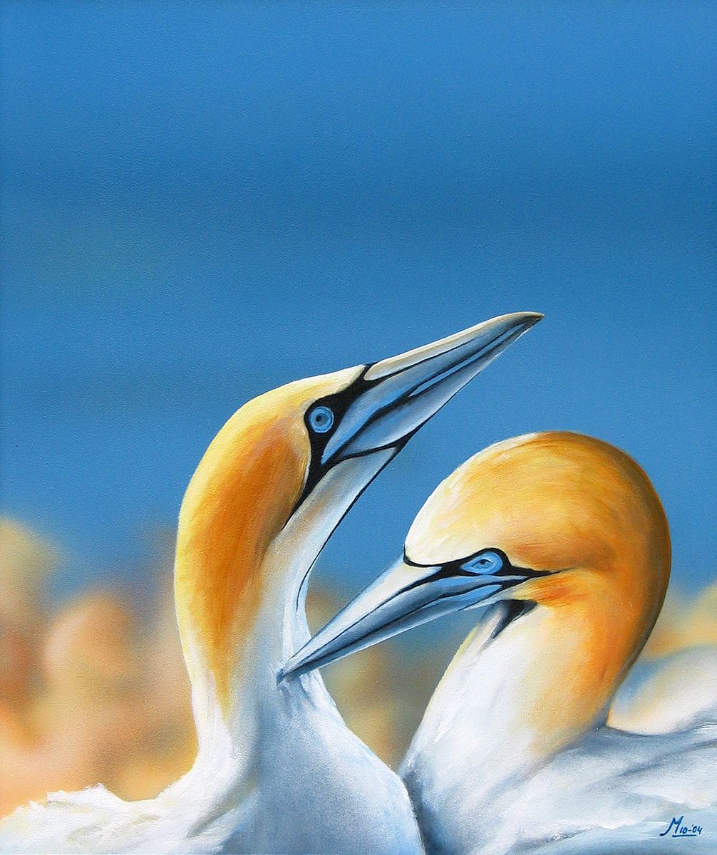 Twee Jan-van-Genten met gele koppen en blauwe ogen, poetsen hun veren tegen een blauwe lucht.