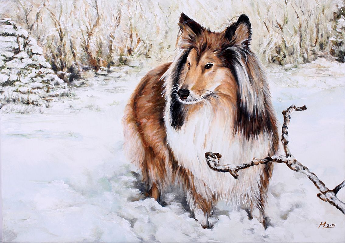 Colliehond staand in de sneeuw, opzij kijkend. Bruine en witte vacht, wintertafereel.