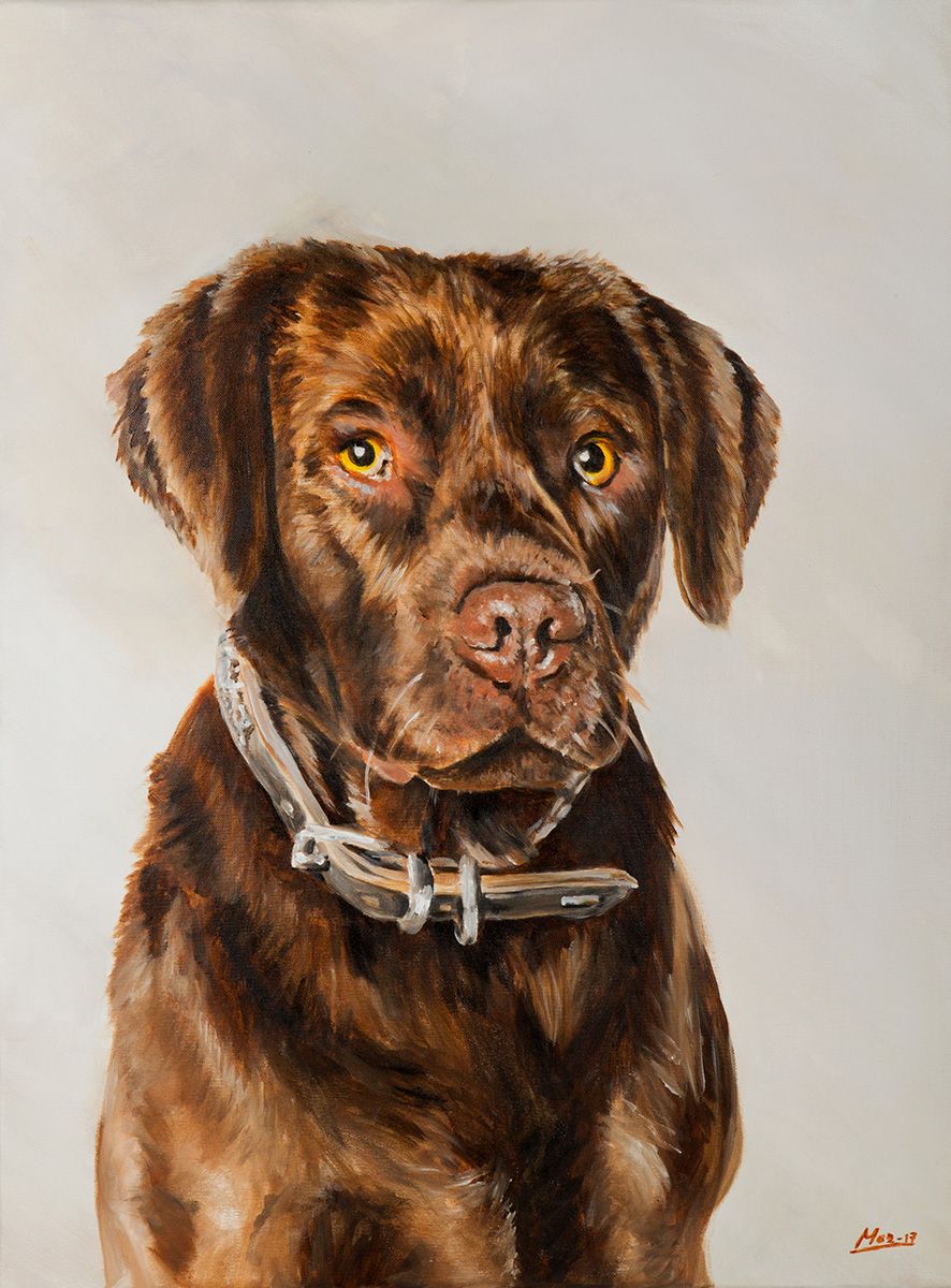 Chocoladekleurige labrador met bruine vacht, draagt ​​een halsbandje en staat op een lichte achtergrond.