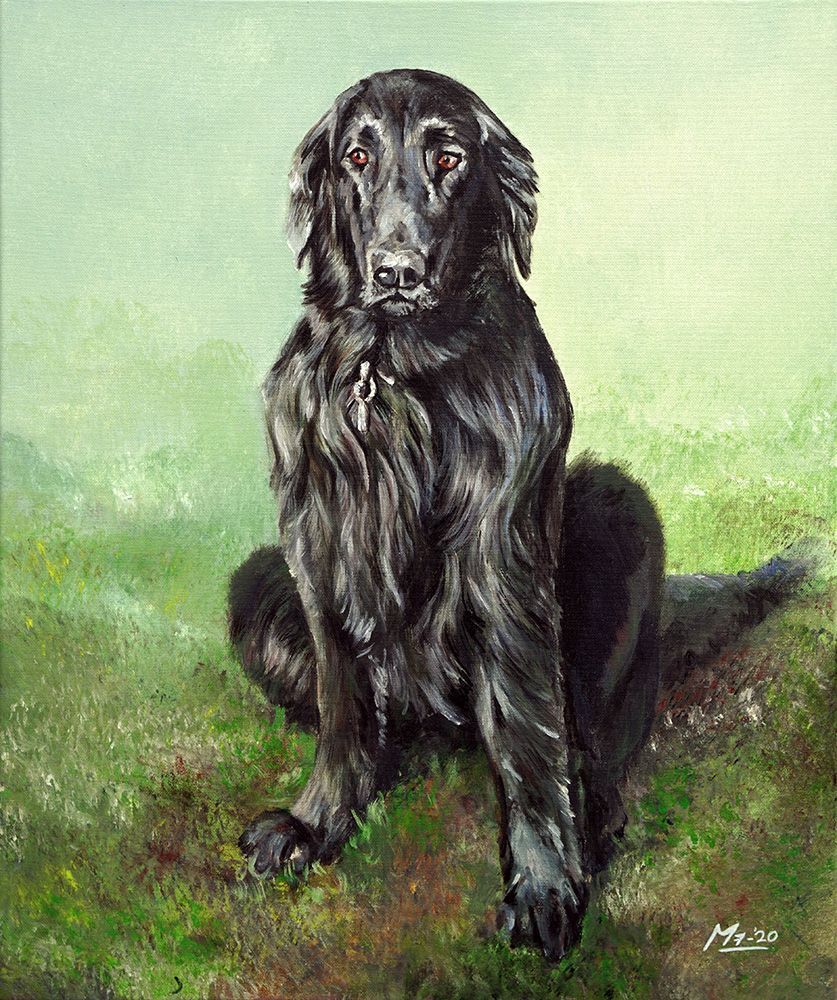 Zwarte Flatcoated Retriever zittend op gras; groene en lichtgroene achtergrond.