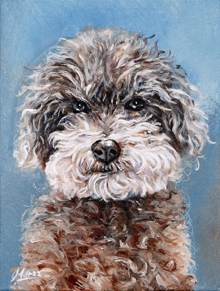 Portret van een doodle met bruine en grijze vacht, tegen een blauwe achtergrond.