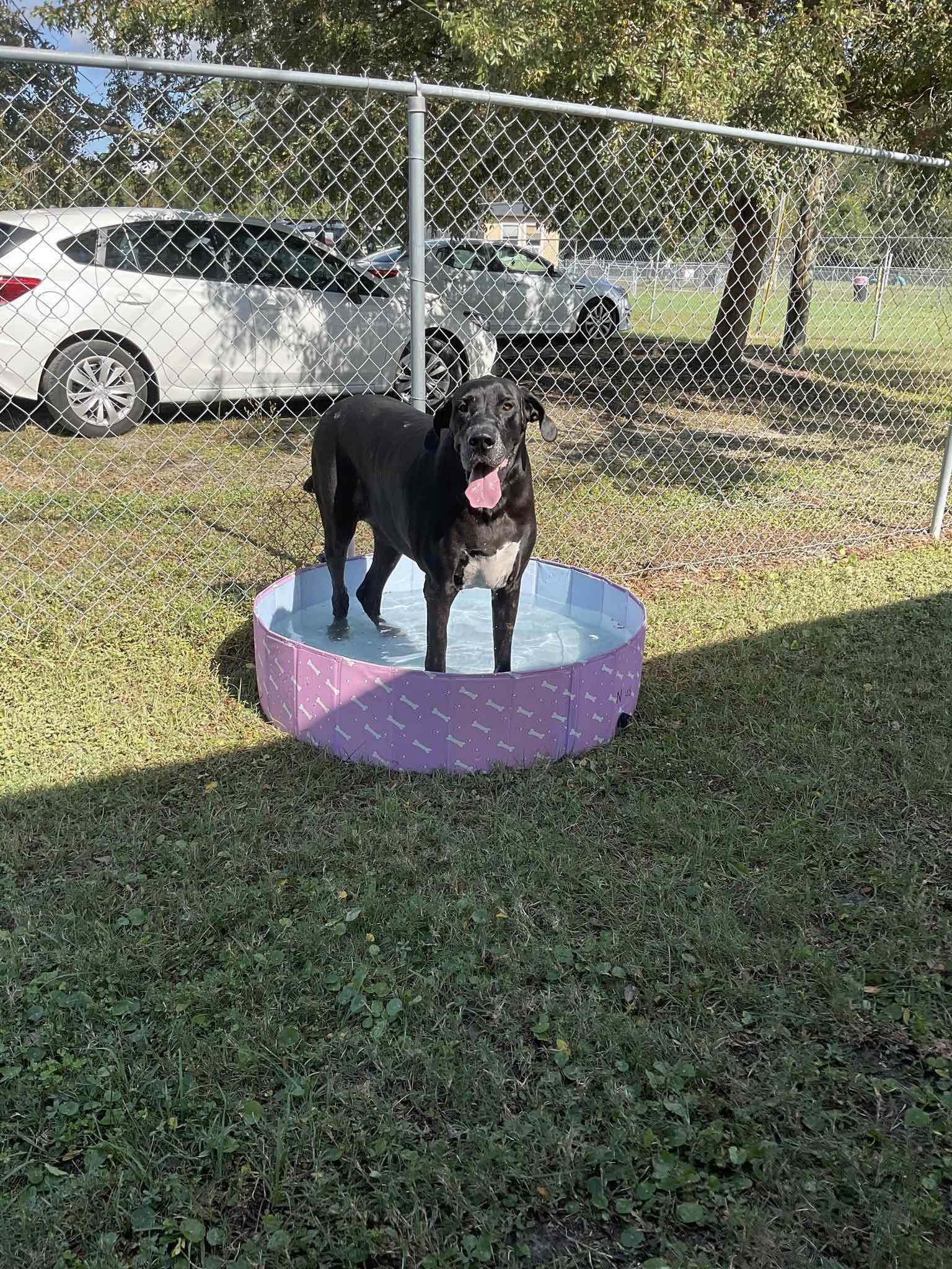 A black dog is standing in a small pool.