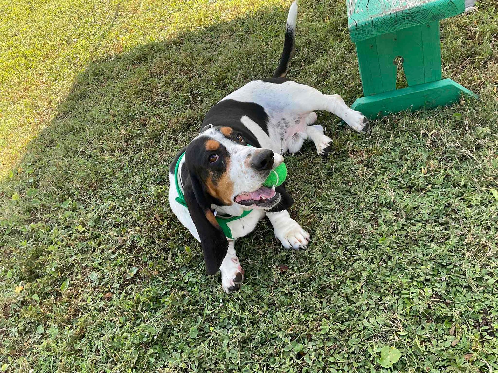 A black and white dog wearing a green bandana is laying on the grass.