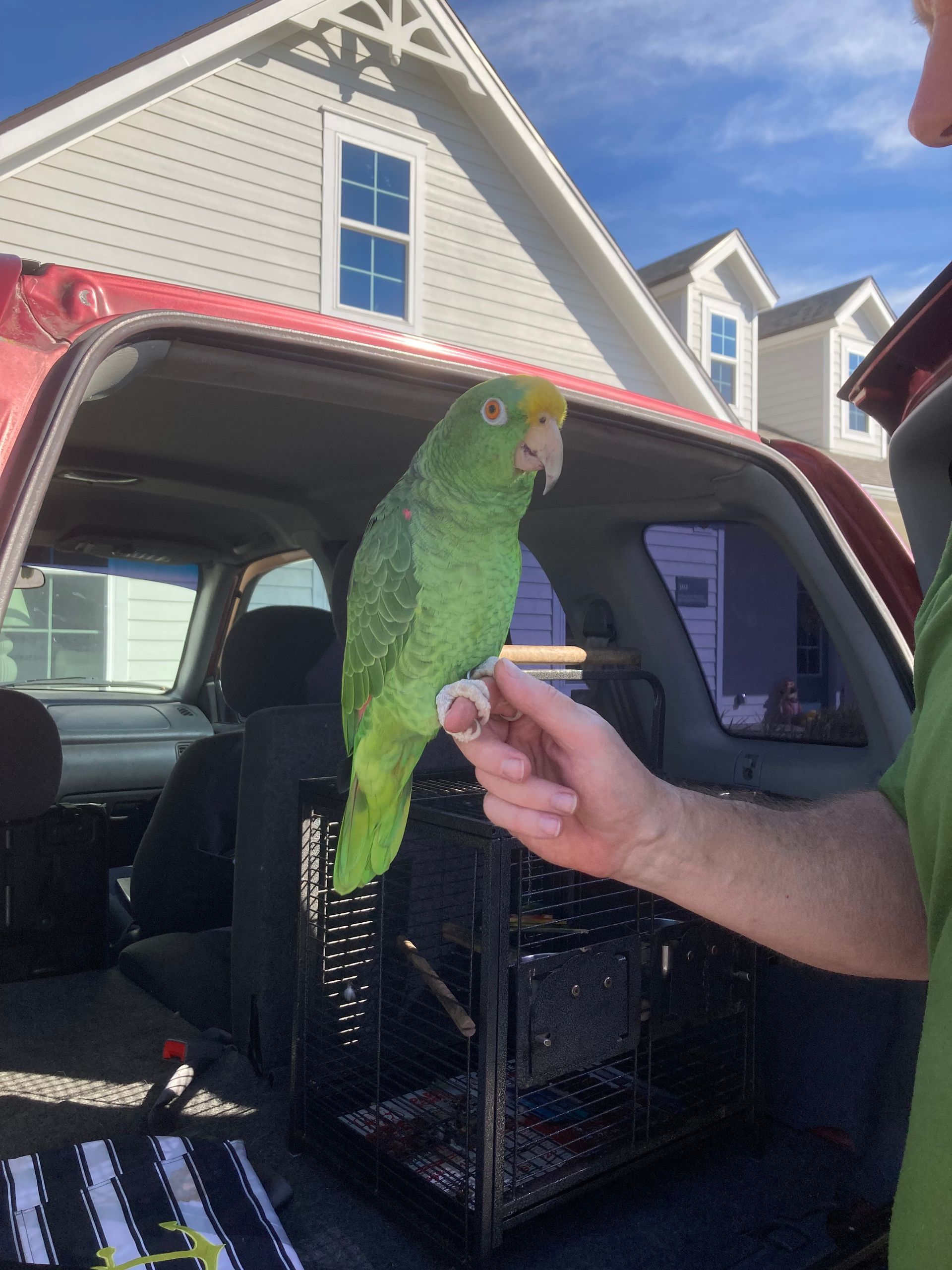 Green parrot perched on a hand beside an open car trunk outside a house