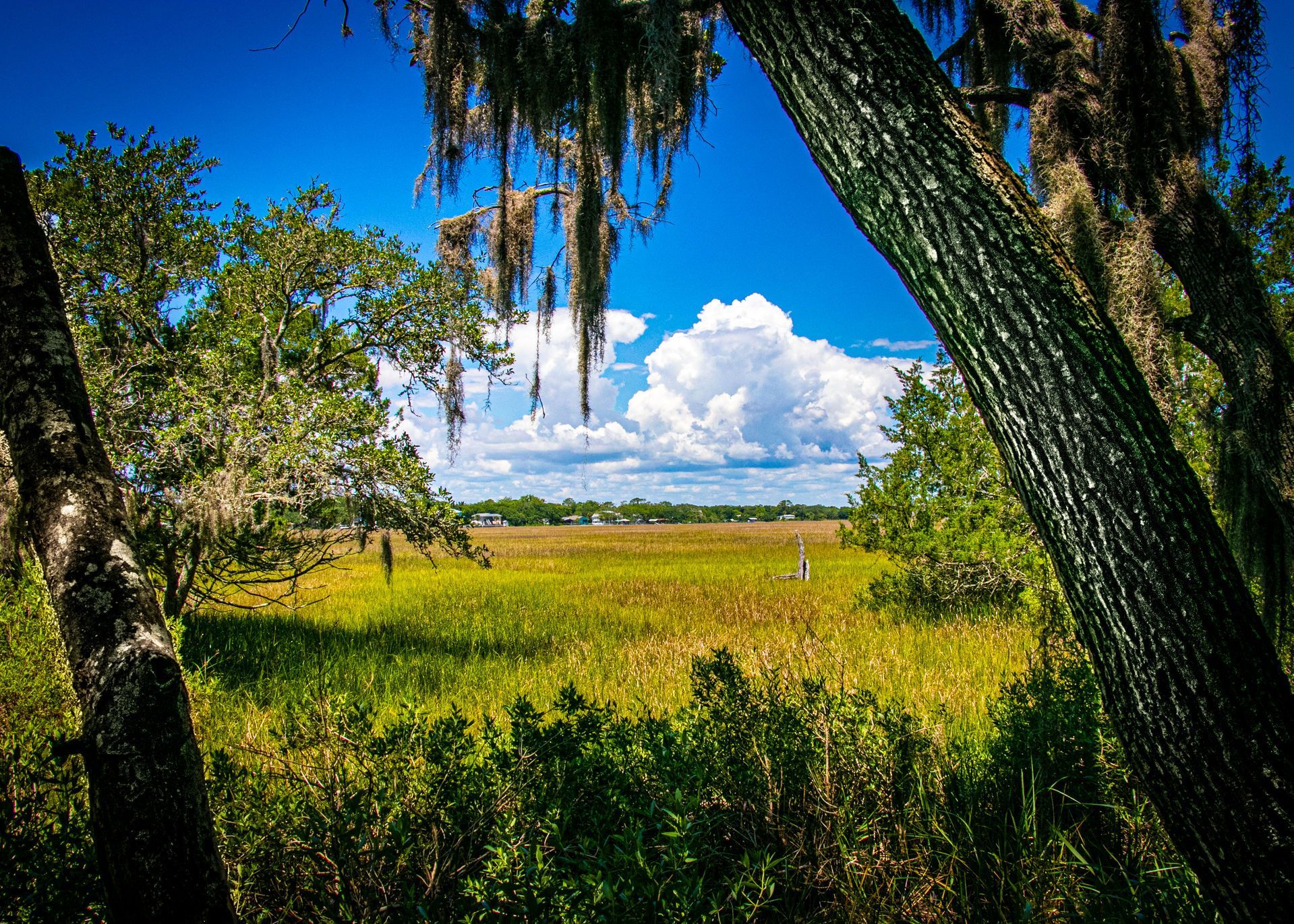 Sunny marshland with green reeds, trees, and a blue sky with white clouds, Yulee, FL. Image by Ivan's eye Photography.