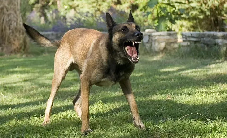 Aggression Training in Georgetown, KY Aggression Training in Georgetown, KY